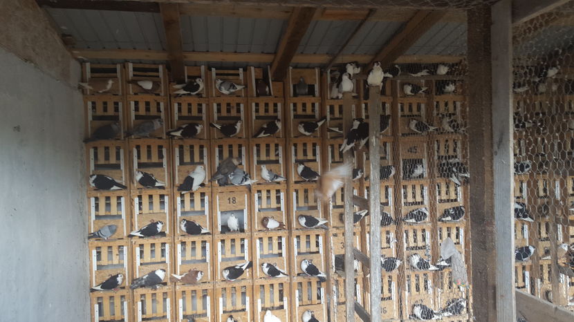  - 1825 Sorin Constantinescu