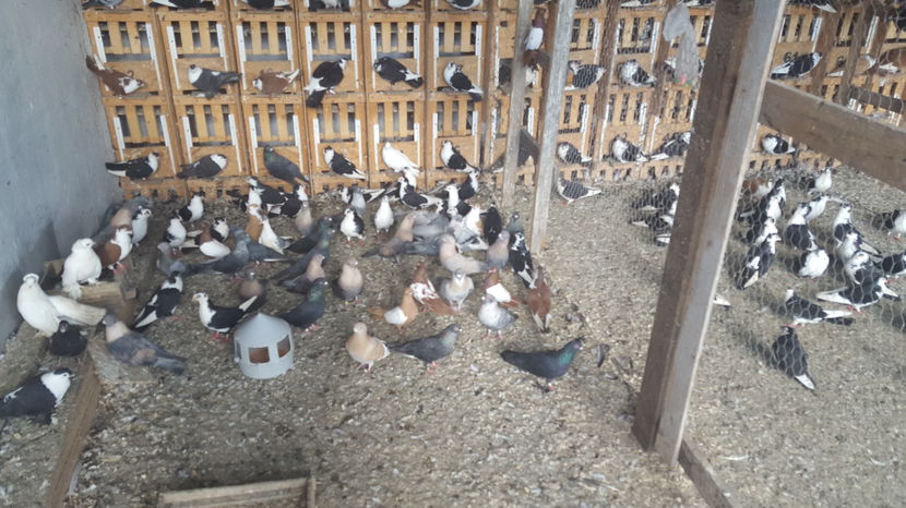  - 1825 Sorin Constantinescu