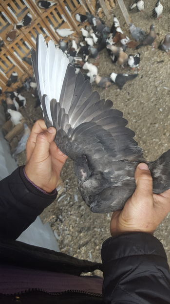  - 1825 Sorin Constantinescu