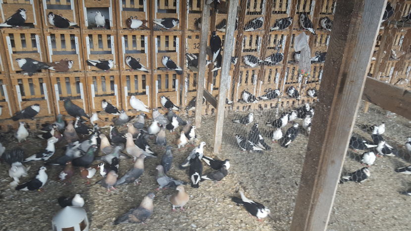  - 1825 Sorin Constantinescu