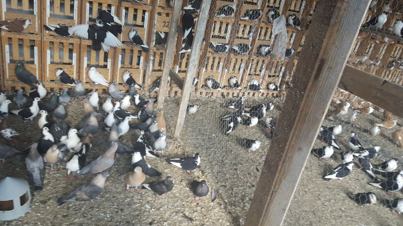  - 1825 Sorin Constantinescu