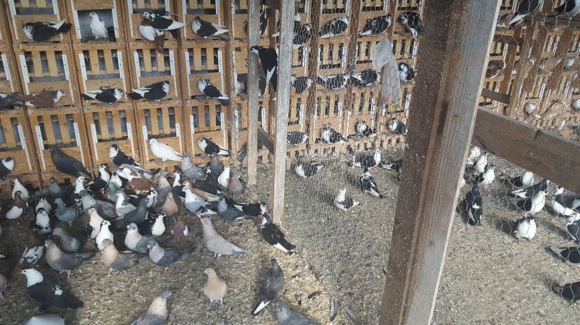  - 1825 Sorin Constantinescu