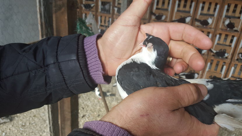  - 1825 Sorin Constantinescu