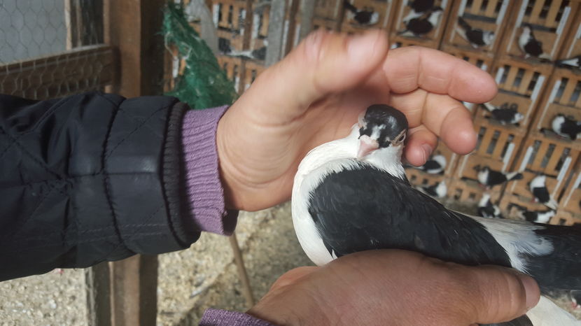  - 1825 Sorin Constantinescu