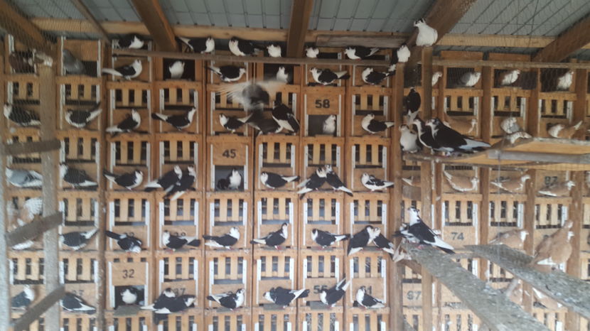  - 1825 Sorin Constantinescu