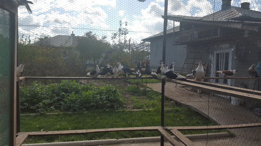  - 1825 Sorin Constantinescu