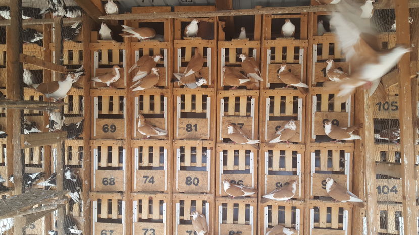  - 1825 Sorin Constantinescu