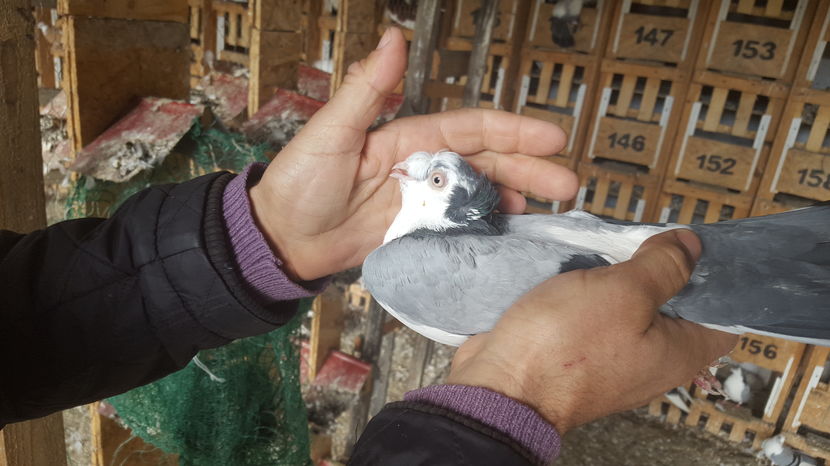  - 1825 Sorin Constantinescu