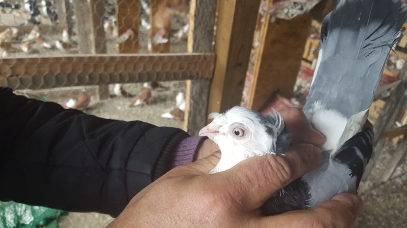  - 1825 Sorin Constantinescu