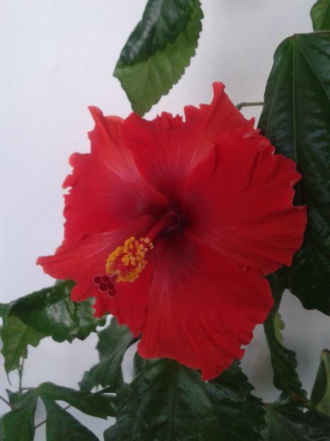 Hoochie Coochie - Hibiscus