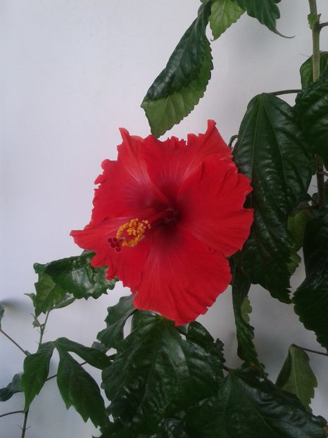 Hoochie Coochie - Hibiscus