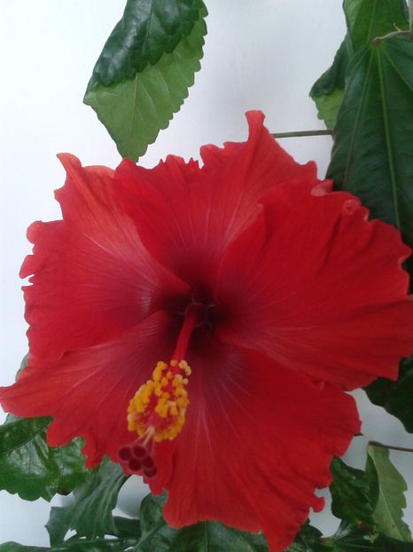 Hoochie Coochie - Hibiscus