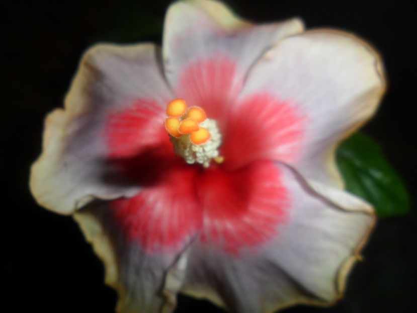  - hibiscusi 2016 -9