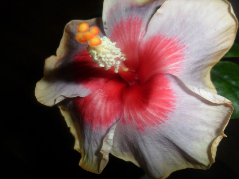  - hibiscusi 2016 -9