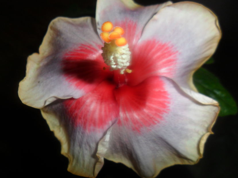  - hibiscusi 2016 -9