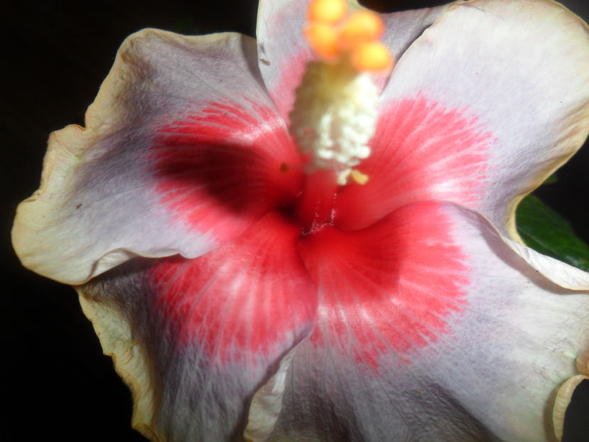  - hibiscusi 2016 -9