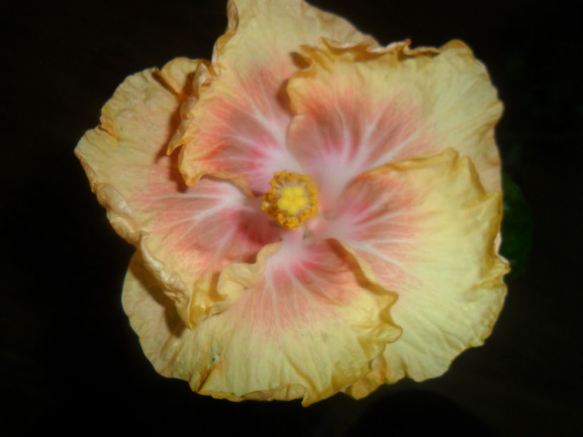  - hibiscusi 2016 -9
