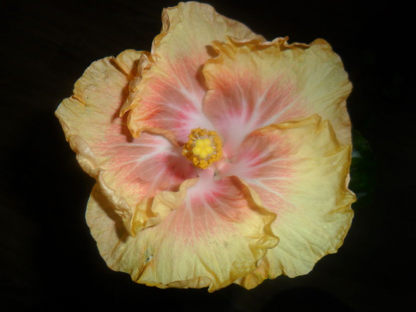  - hibiscusi 2016 -9