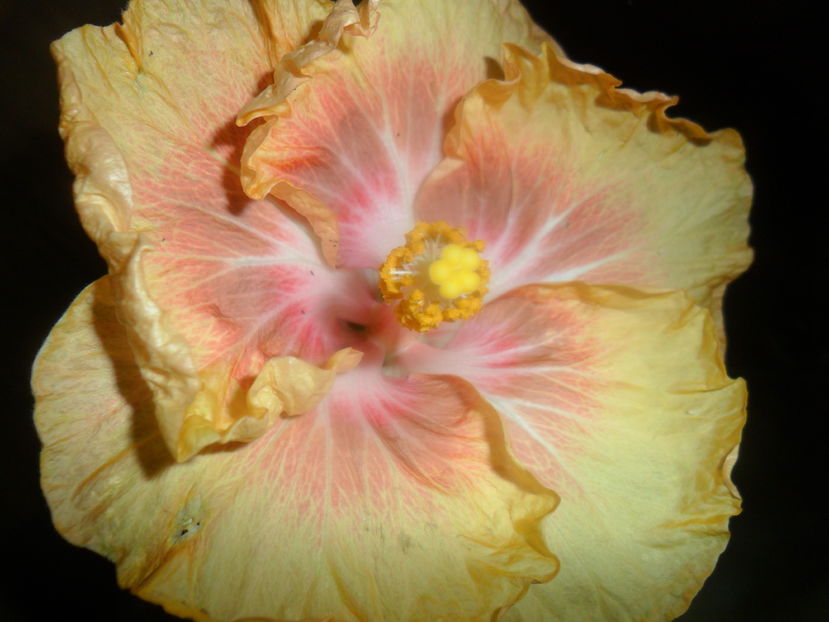  - hibiscusi 2016 -9