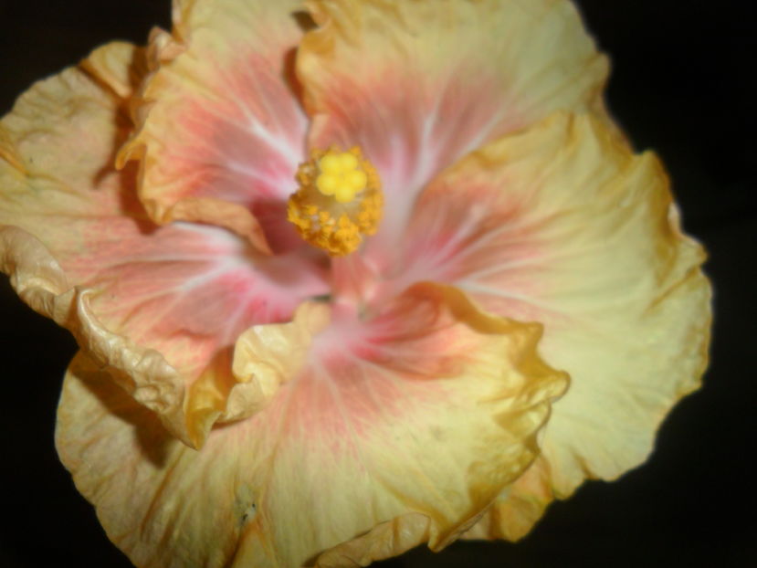  - hibiscusi 2016 -9