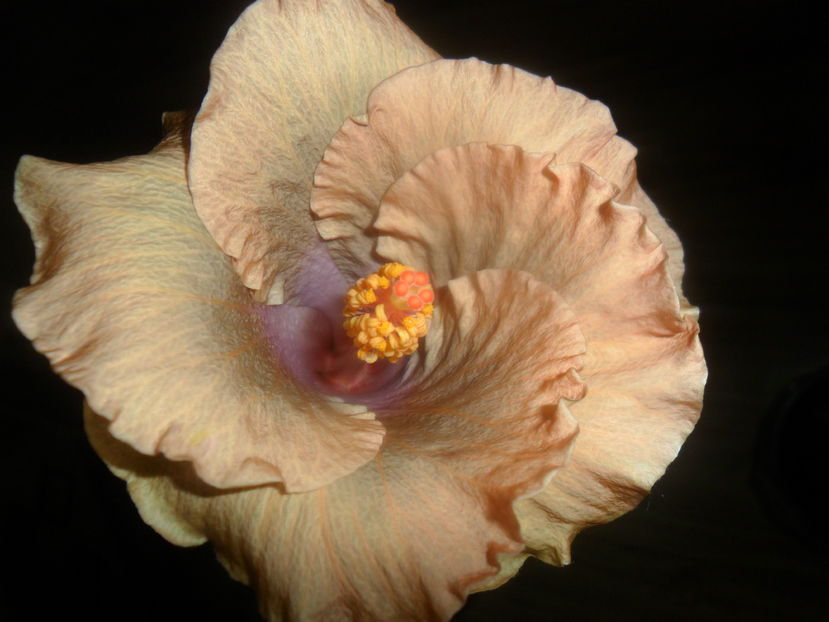  - hibiscusi 2016 -9