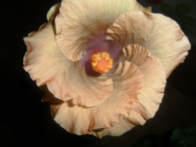 - hibiscusi 2016 -9