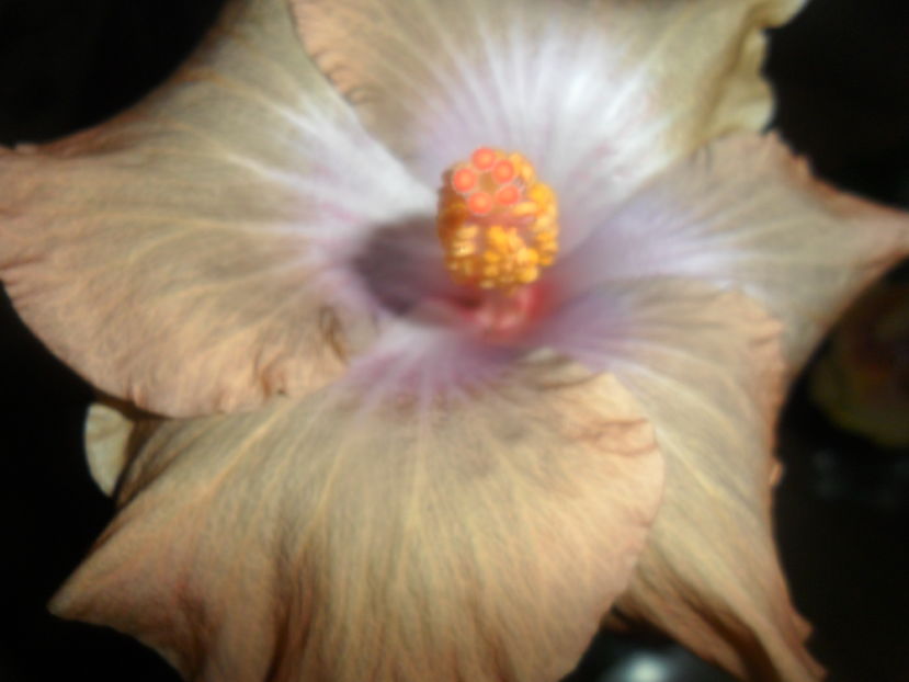  - hibiscusi 2016 -9