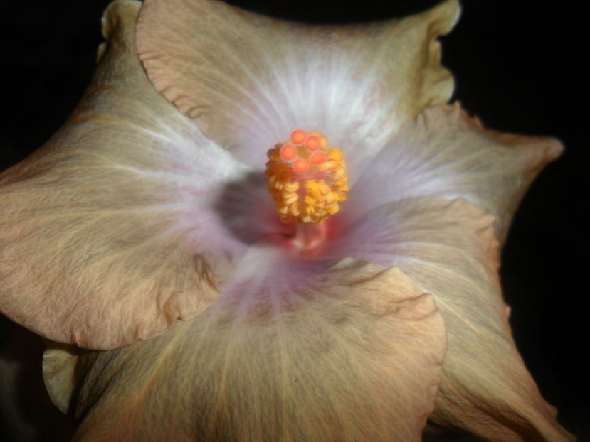  - hibiscusi 2016 -9