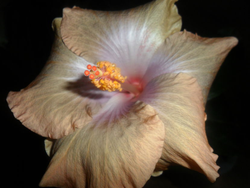  - hibiscusi 2016 -9