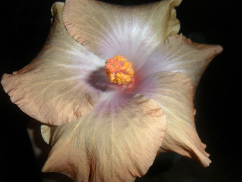  - hibiscusi 2016 -9