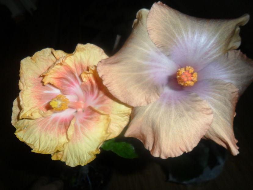  - hibiscusi 2016 -9