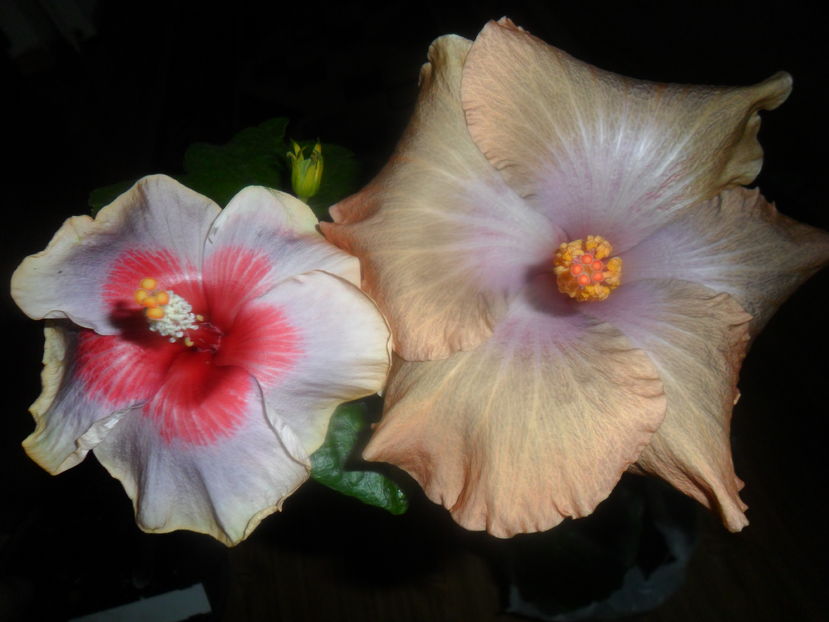  - hibiscusi 2016 -9