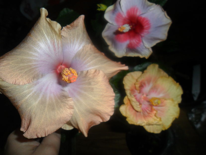  - hibiscusi 2016 -9