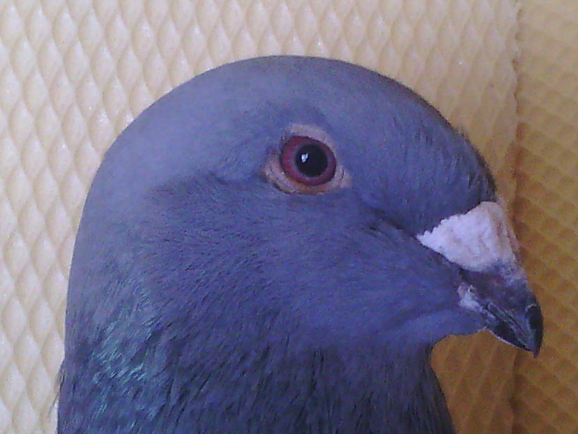 Mascul