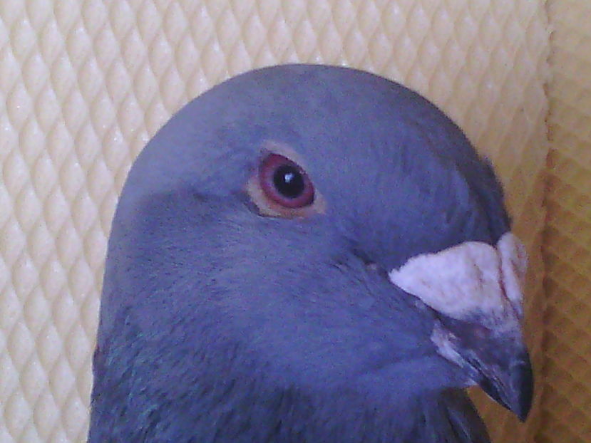 SPLENDORII