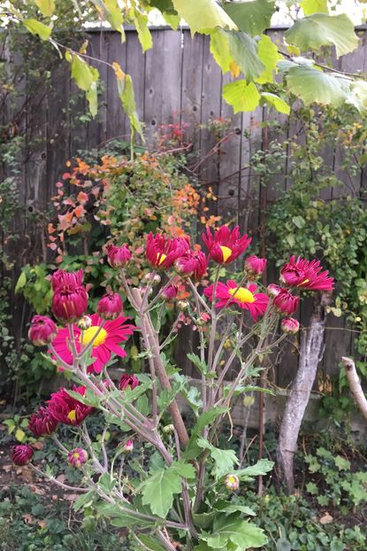 image - Crizanteme 2016