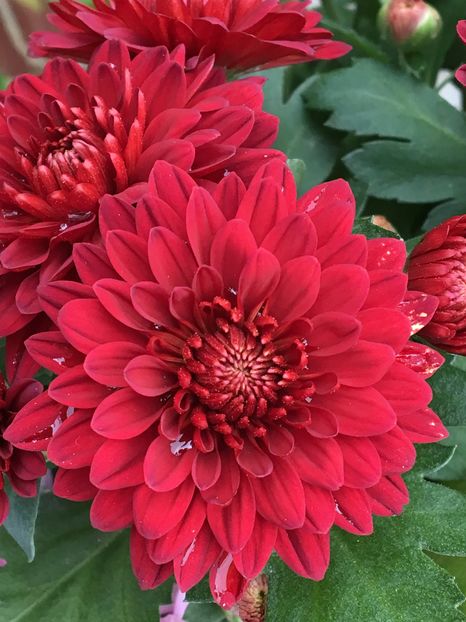 image - Crizanteme 2016