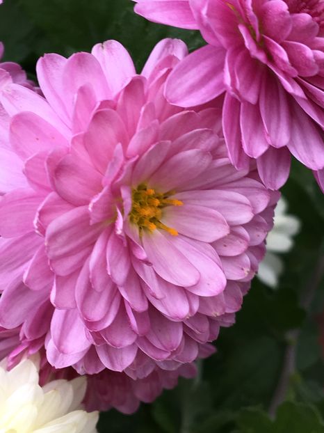 image - Crizanteme 2016