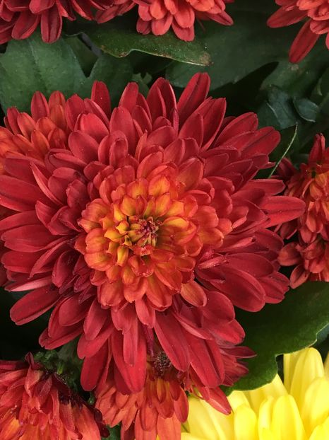 image - Crizanteme 2016