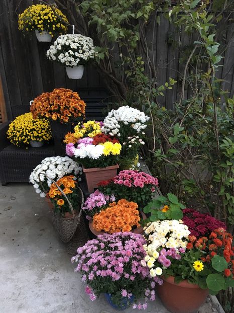 image - Crizanteme 2016