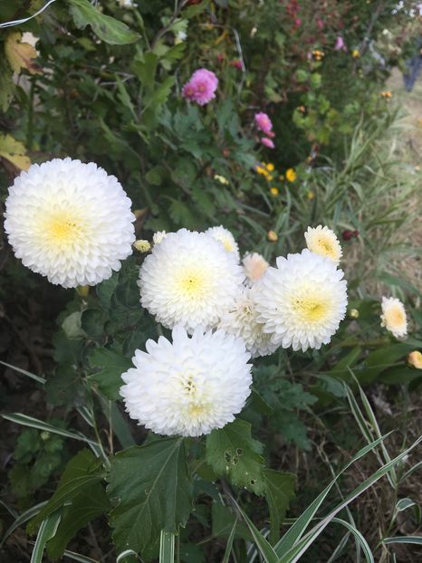 image - Crizanteme 2016