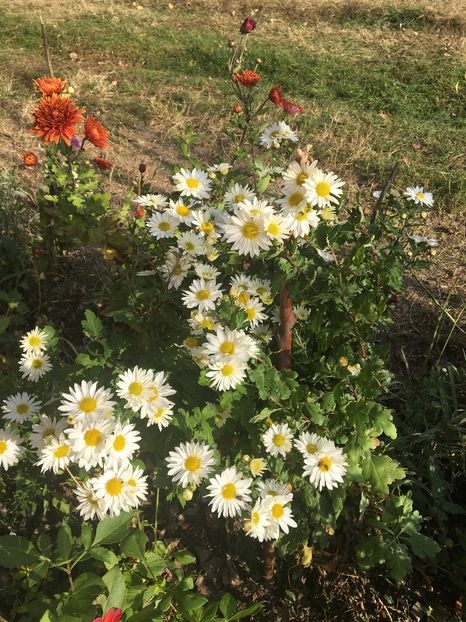 image - Crizanteme 2016