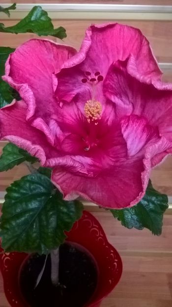  - Hibiscus Love Lady