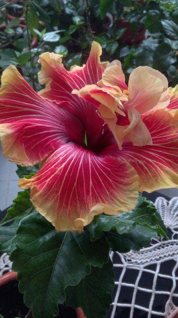  - Hibiscus Tahitian Spotted Sun