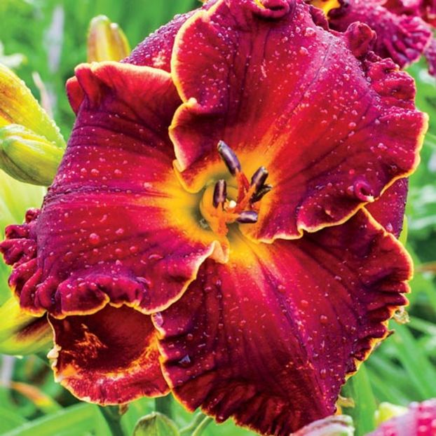 hemerocallis-naughty-red - Achizitii 2017