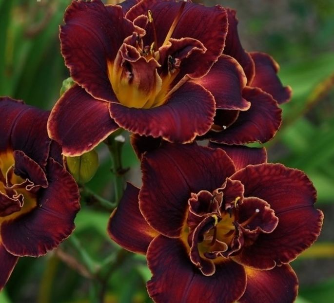 hemerocallis-night-embers-1 - Achizitii 2017