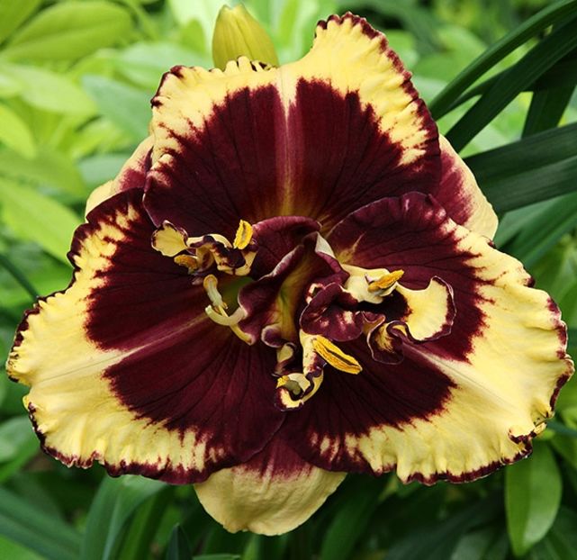 hemerocallis-tiger-blood, - Achizitii 2017