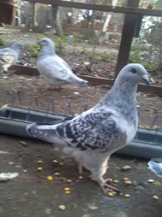 mascul