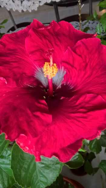  - Hibiscus Maroon Stars