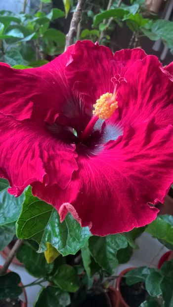  - Hibiscus Maroon Stars